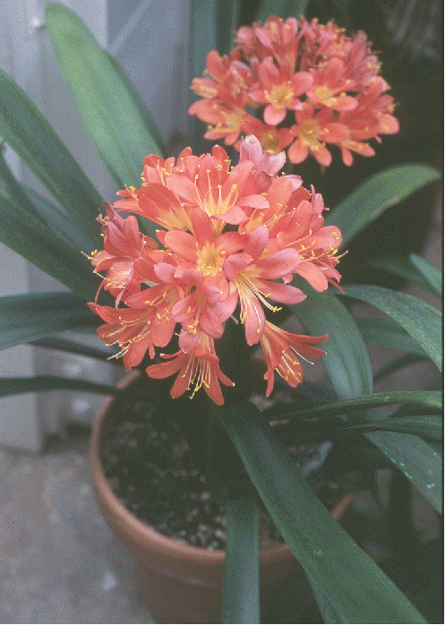 Clivia miniata