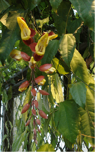 Clockvine, Thunbergia mysorensis