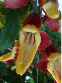 Clockvine, Thunbergia mysorensis