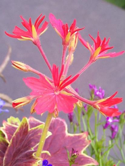 Geranium 'Vancouver Centennial' flowers
