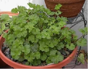 Coconut Scented Geranium, Pelargonium grossularioides