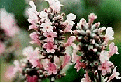 English Lavender 'Coconut Ice' - this English lavender has pink and white flowers.