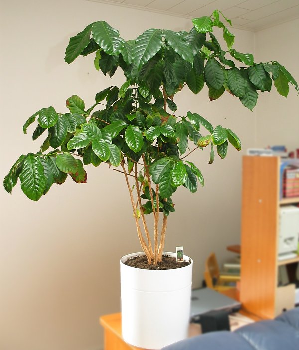 Coffee Plant