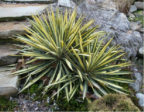 Yucca 'Color Guard'