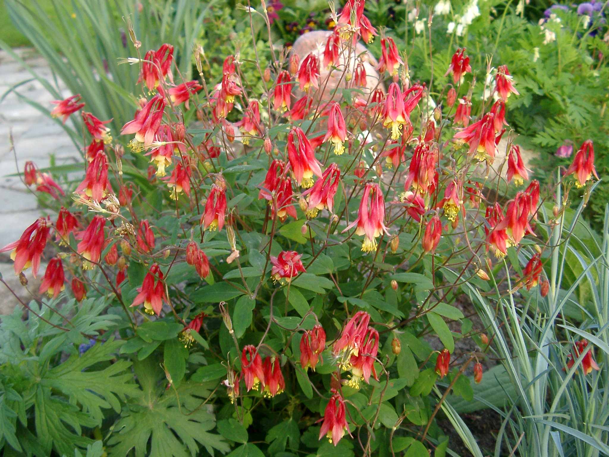 Columbine 'Little Lanterns'