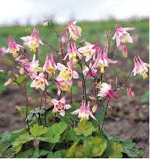 Columbine 'Pink Lanterns'
