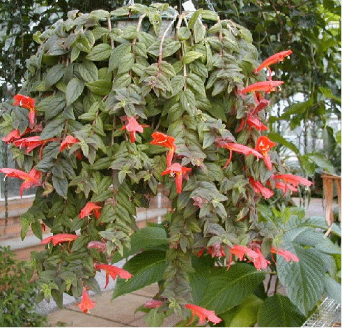 Columnea