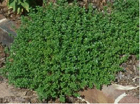 Common Thyme