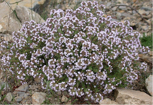 Common Thyme