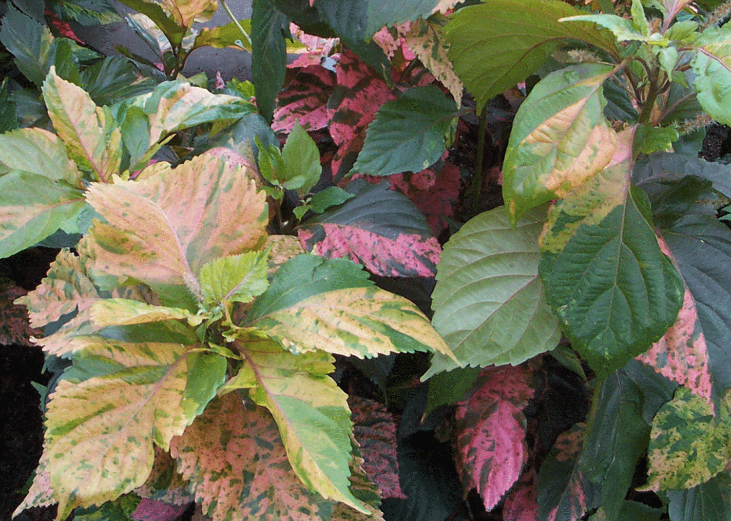 Copperleaf, Acalypha wilkesiana 'Macafeana'