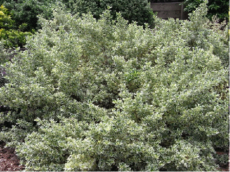 Variegated mirror plant (Coprosma variegata)
