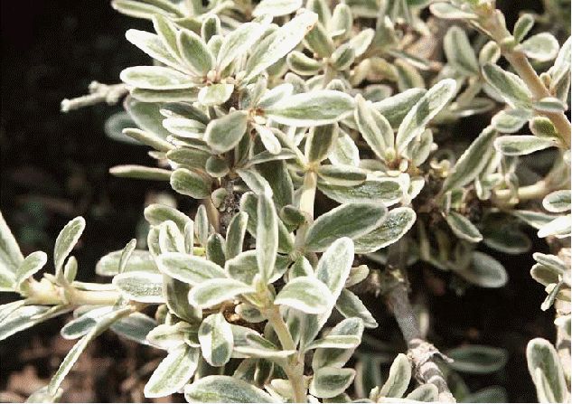 Variegated mirror plant (Coprosma variegata)