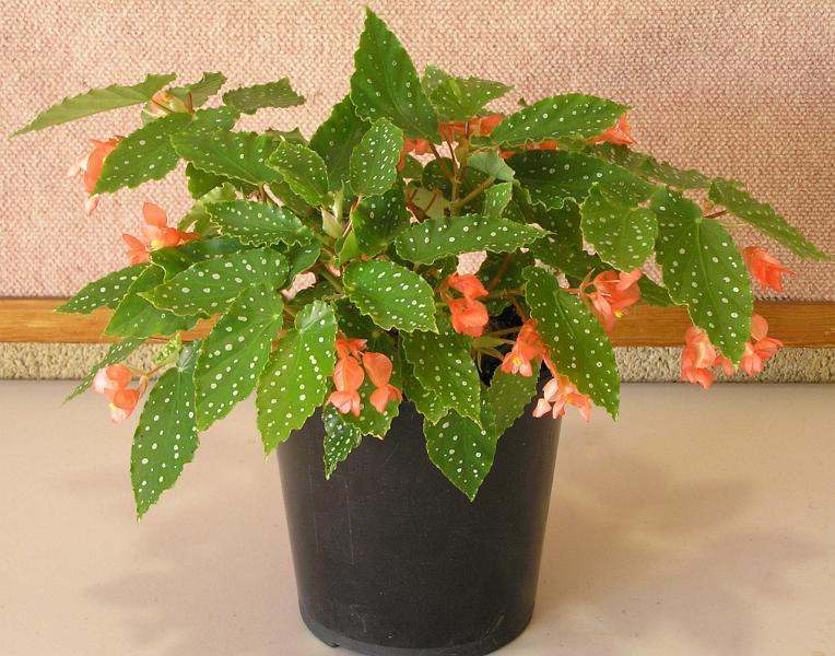 Begonia 'Coral Chimes'