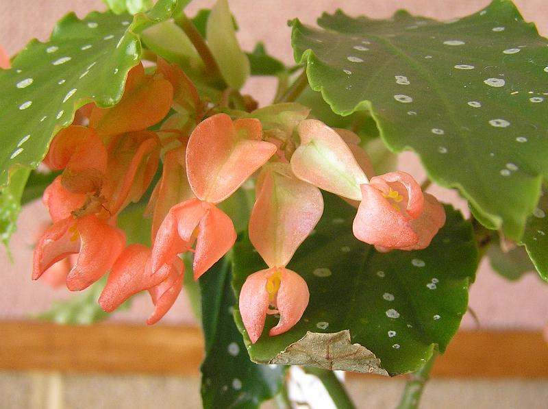 Begonia 'Coral Chimes' flowers