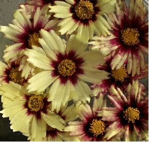 Coreopsis 'Red Shift'