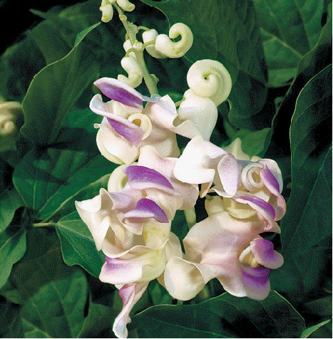 Corkscrew Vine, also called Snail vine, Vigna caracalla