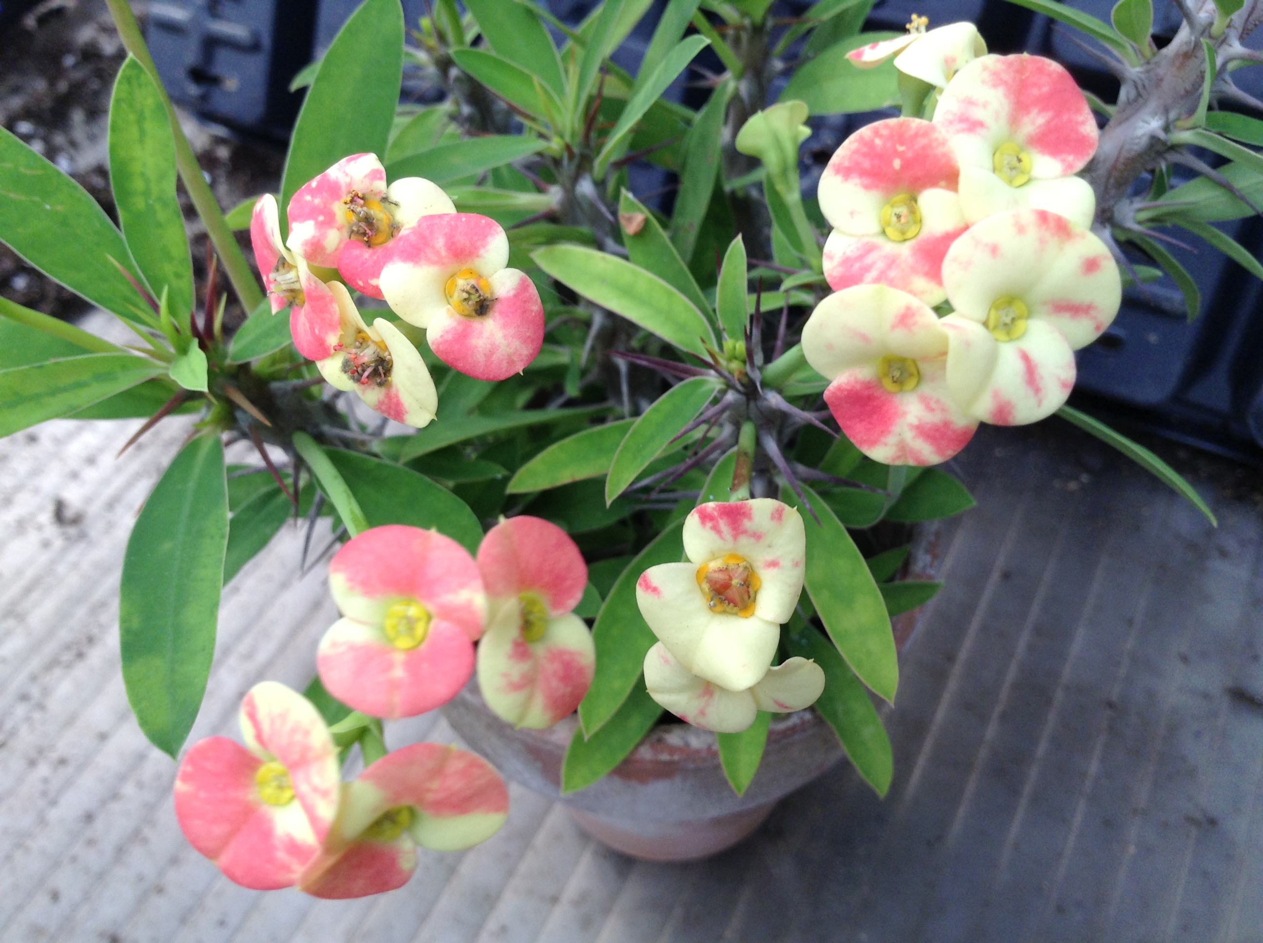 Crown of Thorns 'Cotton Candy'