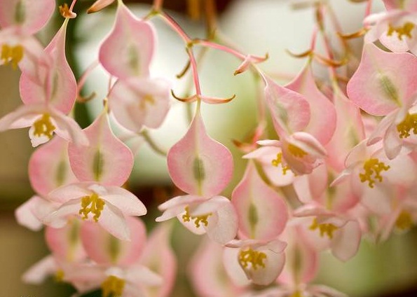 Begonia 'Cotton Candy' flowers