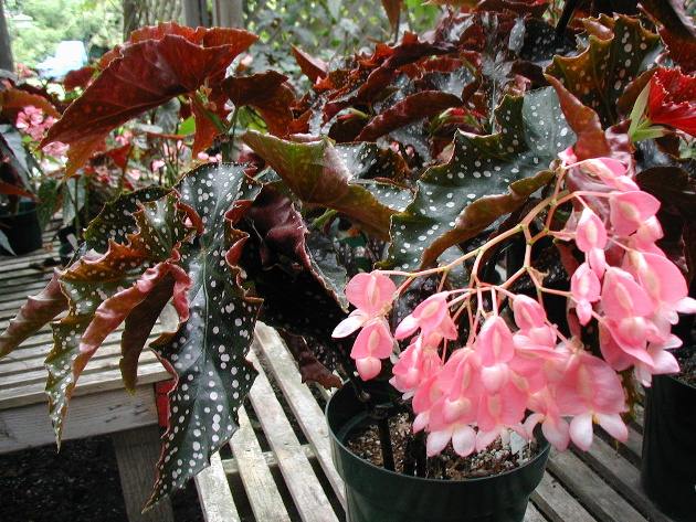 Begonia 'Cracklin' Rosie'