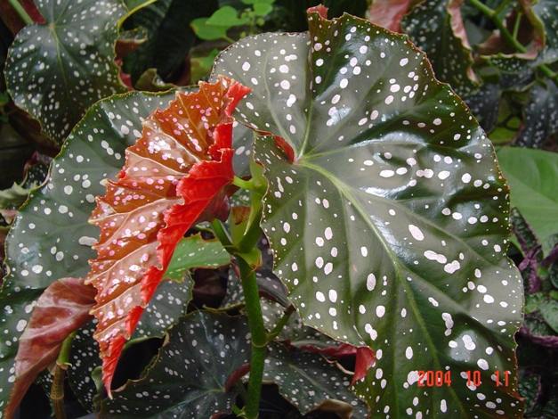 Begonia 'Cracklin' Rosie' leaf