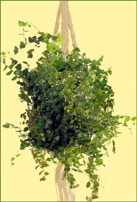 Creeping Fig
