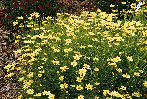 Coreopsis 'Creme Brulee'