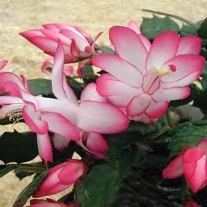 Christmas Cactus 'Cristen'