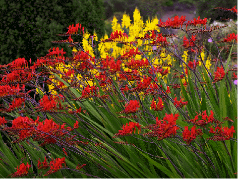 Crocosmia 'Lucifer'