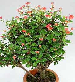 Crown of Thorns, Euphorbia milii