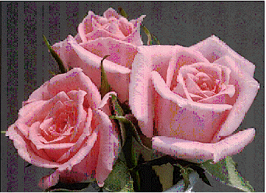 Miniature rose 'Cupcake'