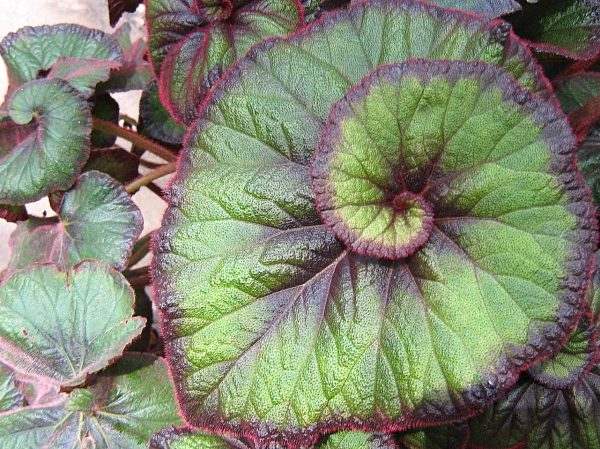 Begonia 'Curly Fireflush'