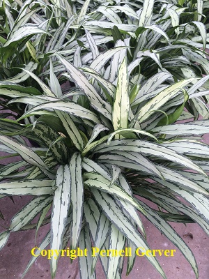 Chinese Evergreen Cutlass