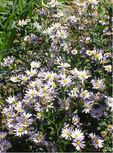 Cutleaf Japanese aster