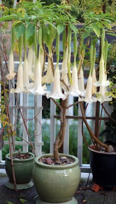 Angel's Trumpet 'Cypress Gardens'