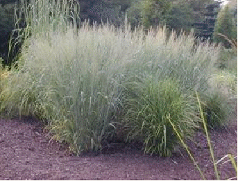 Switch Grass 'Dallas Blues'