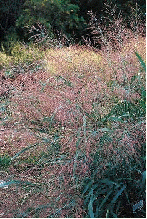 Switch grass 'Dallas Blues' flower plumes