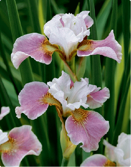 Siberian iris 'Dance Ballerina'