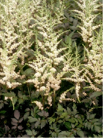 Astilbe 'Darwin's Snow Sprite'