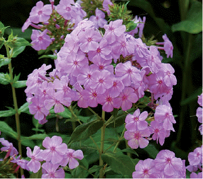 Phlox 'David's Lavender'