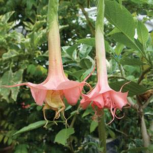 Angel's Trumpet 'Day Dreams' (Brugmansia 'Day Dreams;)