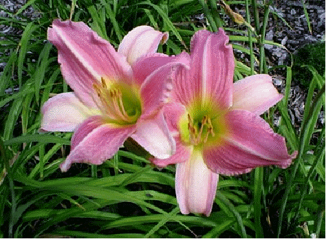 Daylily 'Bama Music'