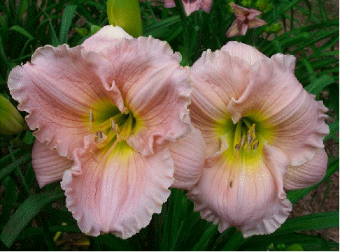 Daylily 'Barbara Mitchell'