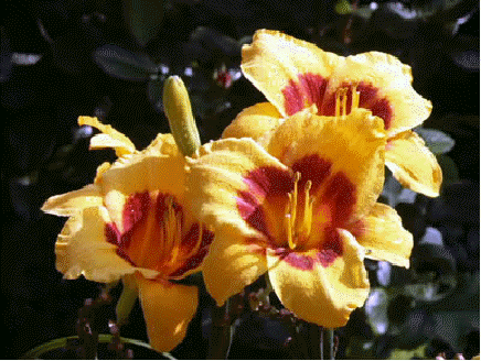 Daylily 'Black Eyed Susan'