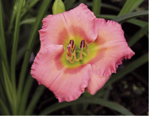 Daylily 'Chorus Line'