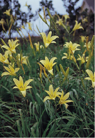 Daylily citrina
