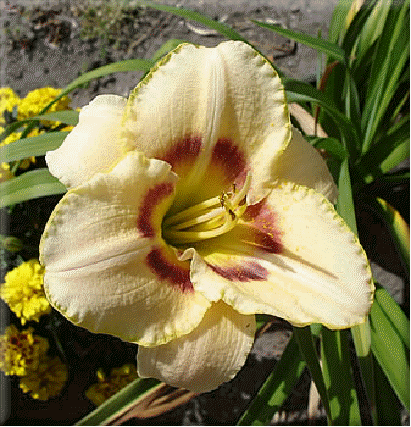 Daylily 'Custard Candy'
