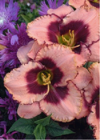 Daylily 'Daring Deception'
