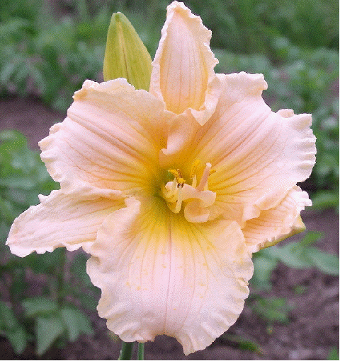 Daylily 'Fairy Tale Pink'