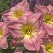 Daylily 'French Tudor[