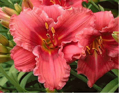 Daylily 'Gordon Biggs'